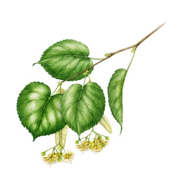 Yeşil yaprakları ve çiçekleri olan kireç ağacı tomurcuklanan suluboya eski tarz illüstrasyon. El çizimi ilkbahar ıhlamur ağacı dalı beyaz arkaplanda izole edilmiş botanik elementi kapat.
