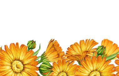 Calendula portakal çiçekleri dikişsiz sınır dekoru elementi suluboya vintage tarzı illüstrasyon. El yapımı Calendula officinalis anti-inflamatuar bitki beyaz arka planda çiçek açar.