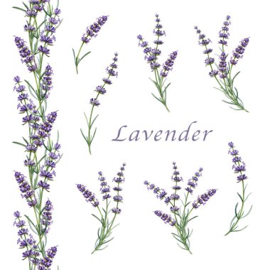 Lavanta çiçekleri suluboya çizim seti. Organik Lavandula bitki sapı elementleri botanik illüstrasyonunu kapatır. Tıbbi ve aromaterapi lavanta kökleri, beyaz arka planda kusursuz sınır..
