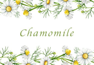 Papatya çayı beyaz çiçekleri kusursuz sınır dekoru elementi suluboya çizimi. El çizimi matricaria chamomilla şifalı doğal şifalı bitki çiçek sınırı beyaz arka planda izole.