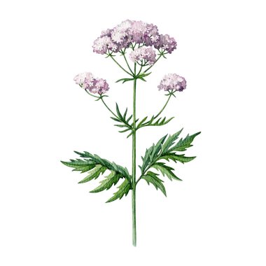 Valerian bitki eli suluboya çizimi. Valeriana officinalis tıbbi bitki doğal gevşetici ve yatıştırıcı ilaç. Beyaz arka planda izole edilmiş ValerianName.