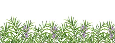 Biberiye bitkisi filizi, beyaz arka planda izole edilmiş sınırsız suluboya çizimi. Mutfak, baharat, aromaterapi ve tıbbi tasarım için biberiye bitkisi dekorasyonu