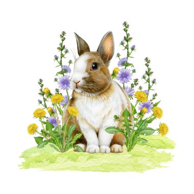 Bahar çiçekleriyle çizilmiş sevimli bir tavşan. Paskalya havası, klasik tarz, sıcacık bahar suluboya çizimi. Beyaz arka planda sarı karahindiba ve mavi hindiba çiçekli Paskalya tavşanı.