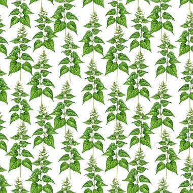 Nettle bitkisiz el çizimi suluboya çizimi. Urtica dioica klasik botanik görüntüsü. Isırgan otu iğnesi. Beyaz arka planda dikişsiz yabani otlar..