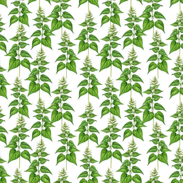 Nettle bitkisiz el çizimi suluboya çizimi. Urtica dioica klasik botanik görüntüsü. Isırgan otu iğnesi. Beyaz arka planda dikişsiz yabani otlar..