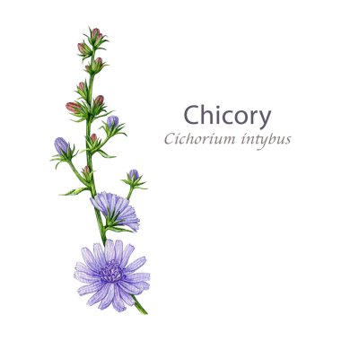 Çiçekli hindiba bitkisi beyaz arka planda suluboya çizilmiş. Cichorium intybus yaban çiçeği vintage tarzı görüntü. Çiçek açan şifalı bitkiler. Tek bir kök izole edilmiş..