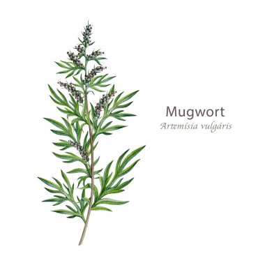 Mugwort bitkisi suluboya çizimi. El yapımı artemisia vulgaris medikal bitki. Yaprakları ve çiçekleri olan taze mugwort dalı beyaz arka planda izole edilmiş alternatif bitkisel ilaç elementi.
