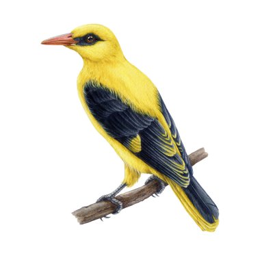 Dallı suluboya resimde altın oriole. El çizimi oriolus oriolus vintage tarzı görüntü. Avrasya altın oriolü kuşu beyaz arka planda izole edilmiş. Parlak sarı orman ötücü kuşunu kapatın.