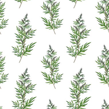 Beyaz arka planda mugwort bitkisi sapsız desen. El yapımı artemisia vulgaris tıbbi şifalı bitki suluboya çizimi. Taze mugwort yaprakları, çiçekler alternatif bitkisel ilaç elementi..