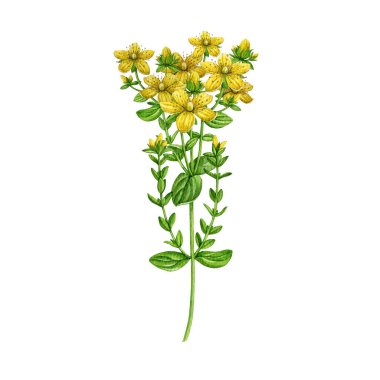 St. Johns bitki suluboya çizimi. El yapımı hiperikum perforatum şifalı bitkiler beyaz arka planda gerçekçi illüstrasyonlar. St Johns bitkisel tedavi malzemesi.