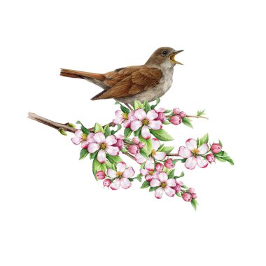 Çiçek açan bir elma dalında bülbül şakıyan suluboya çizimi. El çizimi Lüksinia megarhynchos Avrupa orman ötücü kuşu Beyaz arka planda baharda bir bahçe ağacı dalı üzerinde.