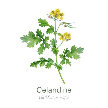Daha büyük selandin bitkisi suluboya çizimi beyaz arka planda izole edilmiş. El yapımı Chelidonium Majus tıbbi bitki klasik botanik görüntüsü. Celandine kır çiçeği bitkisel doğal ilaç.