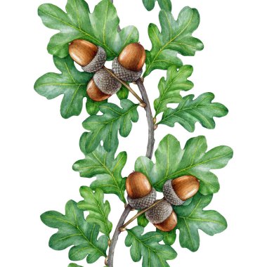 Meşe ağacı dalları beyaz arka planda kusursuz sınır zarif dekor elementleri. Elle çizilmiş meşe dalları yeşil yapraklar ve meşe palamutları eski usul suluboya botanik çizimler.