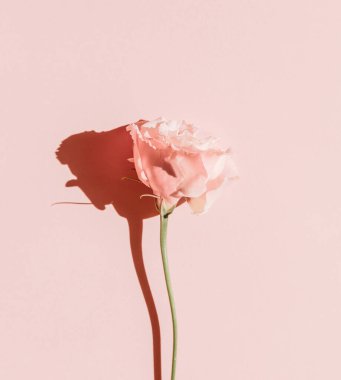 Pembe arka planda gül goncası 