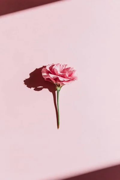Трояндовий бутон на рожевому фоні — стокове фото