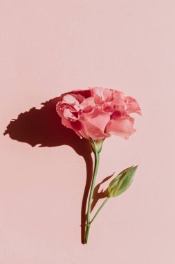 Pembe arka planda gül goncası 