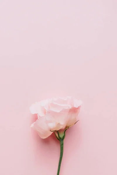 Розовый бутон на розовом фоне — стоковое фото