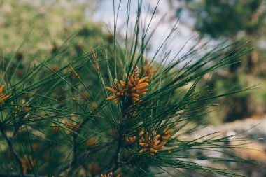 Kozalaklı kozalaklar. İskoç ya da çam kozalağı kozalaklı ormanda yetişen ağaçta yetişen genç erkek polen çiçekleri. Kıbrıs. Seçici odak.