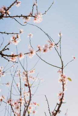 Çiçek açan bir badem ağacı tarlası. Kiraz çiçeği. Mavi gökyüzü.