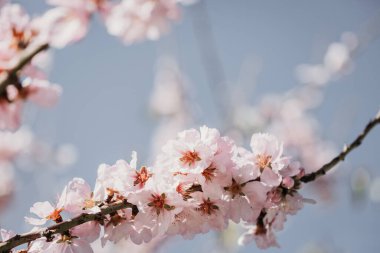 Çiçek açan bir badem ağacı tarlası. Kiraz çiçeği. Mavi gökyüzü.