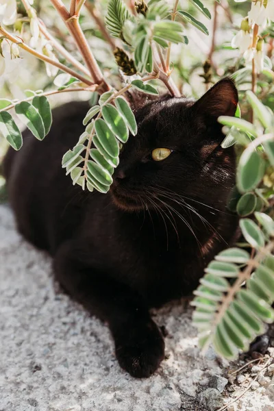 Beautiful black cat with green eyes under the green blooming  bush. Lies under a bush.