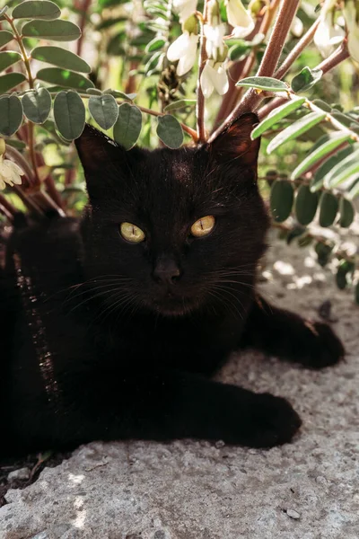 Beautiful black cat with green eyes under the green blooming  bush. Lies under a bush.