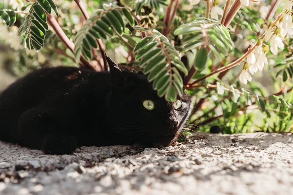 Beautiful black cat with green eyes under the green blooming bush. Lies under a bush.