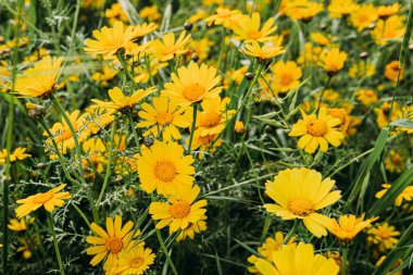 Yeşil bir alanda sarı papatyalar.