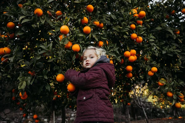 Baby girl in the orange garden. in spring time. Trees with fruits.