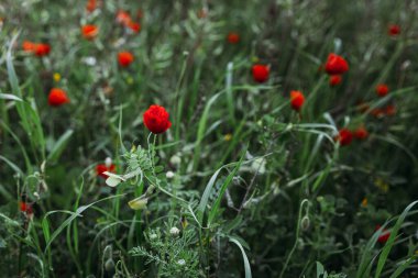 Yazın yeşil tarlada haşhaş