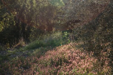 Gün batımında pembe çiçekli çayır