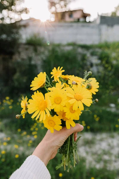 Букет Желтых Диких Цветов Руке Весной Закат Колесо Дейзи — стоковое фото