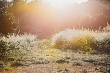 Baharda gün batımında tarlada yol.