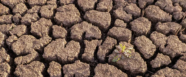 Panorama Getrocknet Rissig Seegrund Hintergrund Textur Globale Erwärmung — Stockfoto