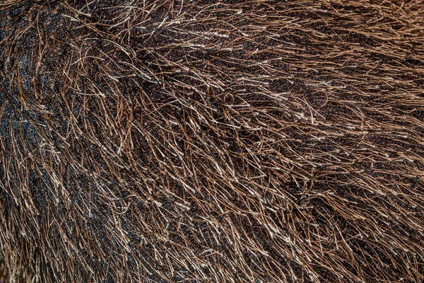 Коричнева Іграшка Волосся Текстура Тканини Штучного Хутра — стокове фото