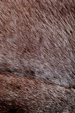 vizon doğal kürk dokusu