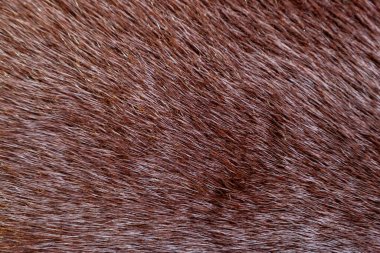 vizon doğal kürk dokusu