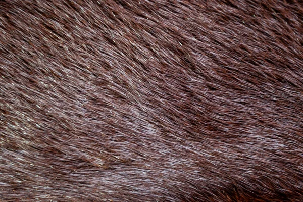 Mink Naturlig Pälsstruktur — Stockfoto