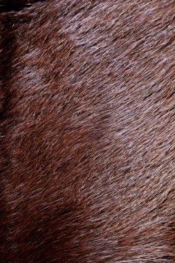 vizon doğal kürk dokusu