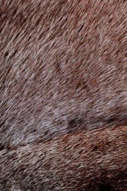 vizon doğal kürk dokusu