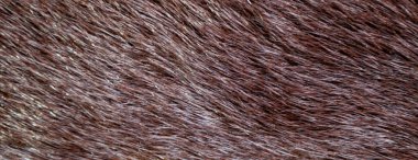 panorama vizon kürk deseni