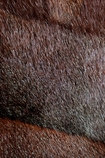 ミンク天然コートの質感 — ストック写真