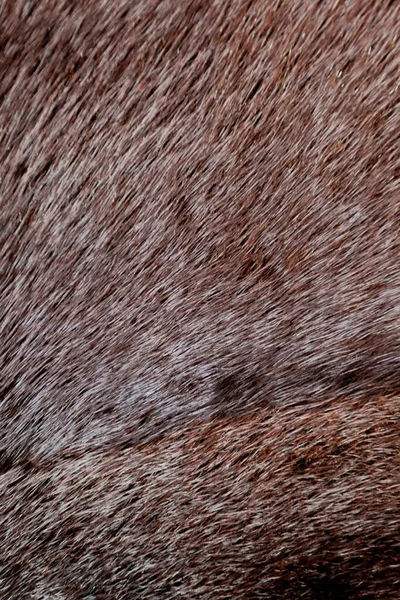 Visone Texture Cappotto Naturale — Foto Stock