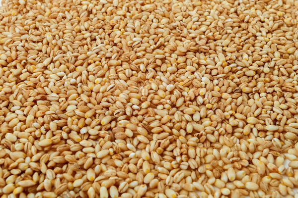 Grain Texture Raw Pearl Barley — Stock Photo, Image