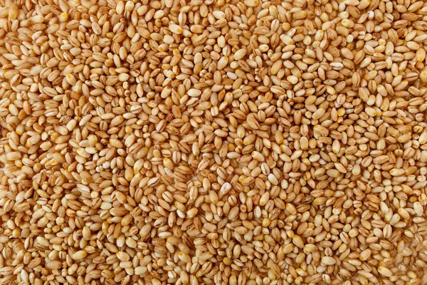 生珍珠大麦的籽粒质地 — 图库照片