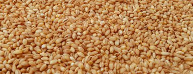 çiğ inci arpa deseni.