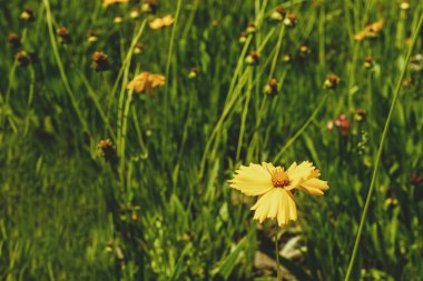 Çiçek açan sarı bir çayırlık Lanceolate coreopsis