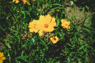 Çiçek açan sarı bir çayırlık Lanceolate coreopsis