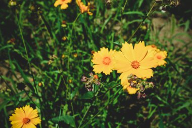 Çiçek açan sarı bir çayırlık Lanceolate coreopsis