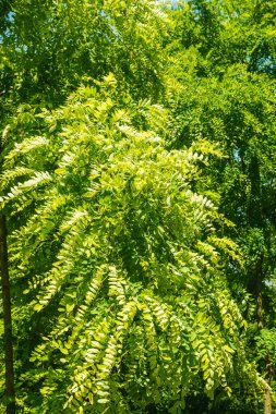 Mavi gökyüzü arka planında akasya yaprağı dokusu